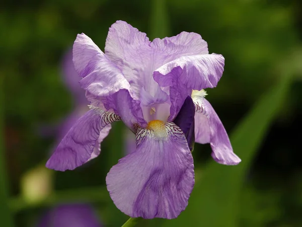 Iris Florecen Flores Grandes Con Diferentes Colores Tonos — Foto de Stock