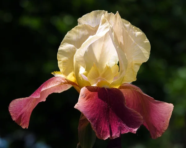 Iris Kvete Velkých Květinách Různými Barvami Odstíny — Stock fotografie