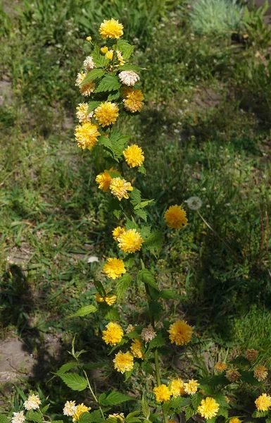 Close Yellow Kerria Flowers Very Delicate Beautiful — Stock Photo, Image