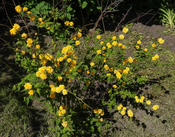 Nahaufnahmen Von Gelben Kerria Blüten Sind Sehr Zart Und Schön — Stockfoto