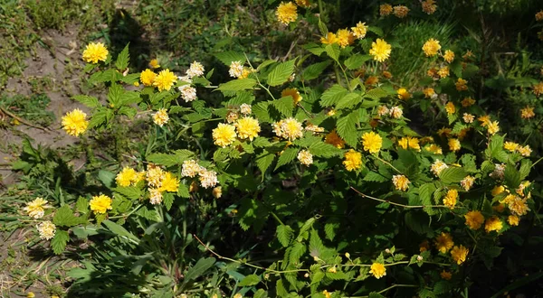 Zblízka Žluté Květy Kerria Jsou Velmi Jemné Krásné — Stock fotografie