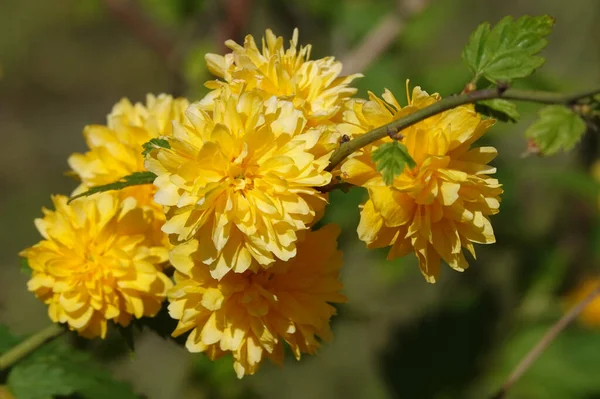 Nahaufnahmen Von Gelben Kerria Blüten Sind Sehr Zart Und Schön — Stockfoto