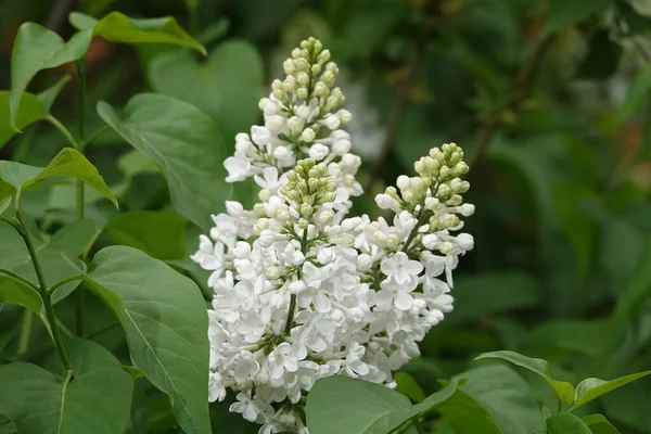 Het Voorjaar Bloeien Lila Bomen Grote Groepjes Kleine Bloemen — Stockfoto