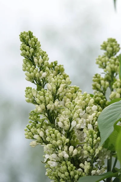 Spring Lilac Trees Bloom Large Clusters Small Flowers — Stock Photo, Image