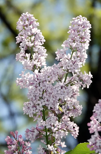 Het Voorjaar Bloeien Lila Bomen Grote Groepjes Kleine Bloemen — Stockfoto