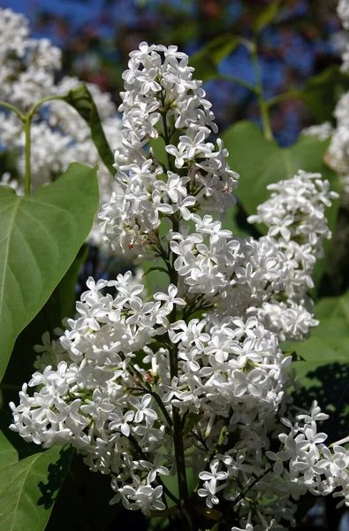 Het Voorjaar Bloeien Lila Bomen Grote Groepjes Kleine Bloemen — Stockfoto