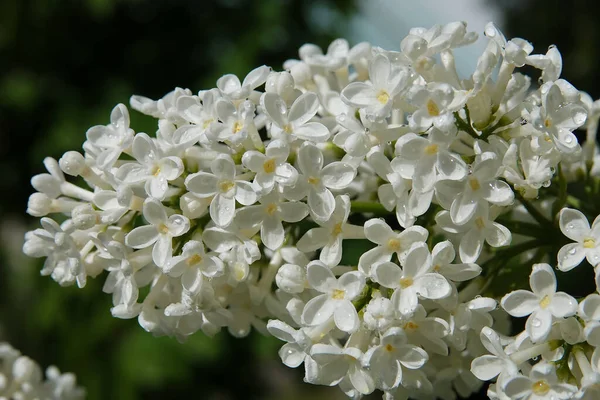 Het Voorjaar Bloeien Lila Bomen Grote Groepjes Kleine Bloemen — Stockfoto