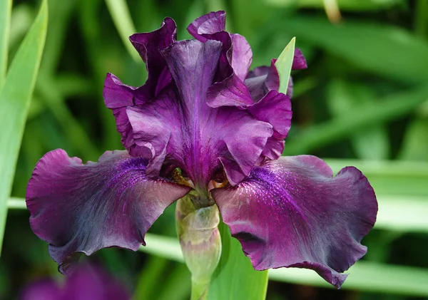 Iris Bloom Large Flowers Different Colors Shades Stock Image