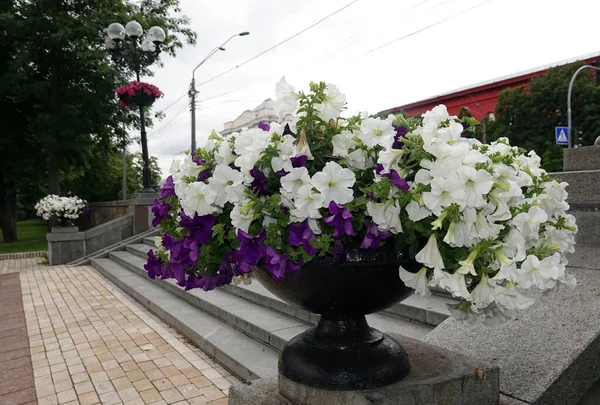Kiew Ukraine Juli 2021 Ein Blumenbeet Park Der Stadt Kiew — Stockfoto