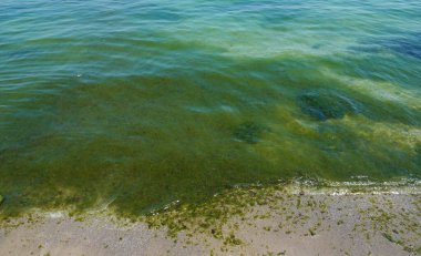 Kıyıya yakın gölün sularında yeşil çamur.