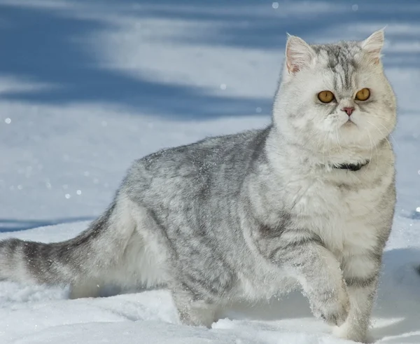 Красивая кошка сидит на снегу — стоковое фото