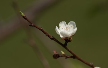 Baharda çiçekler beyaz kayısı ağacı