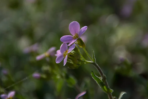 Branch with spring lilac flowers — Stock Photo, Image