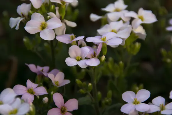 Delicate pink flower closeup — Stock Photo, Image