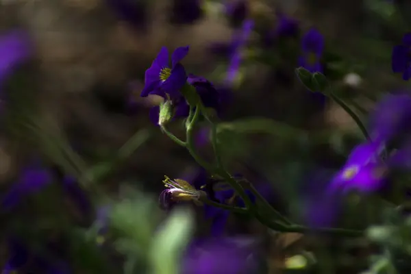 Tak met lente lila bloemen — Stockfoto