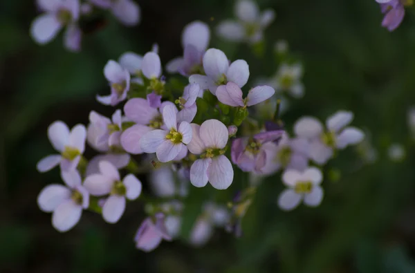 Zarte rosa Blume Nahaufnahme — Stockfoto