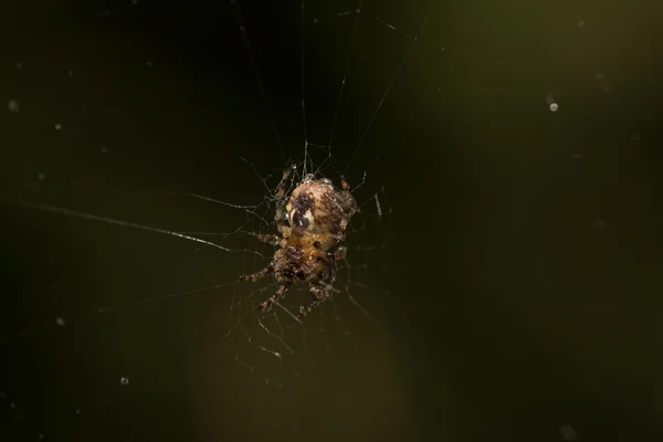 Teia de aranha com orvalho gotas closeup — Fotografia de Stock