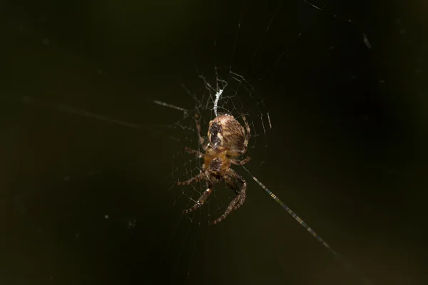 Ιστό της αράχνης, με τη δροσιά που πέφτει closeup — Φωτογραφία Αρχείου