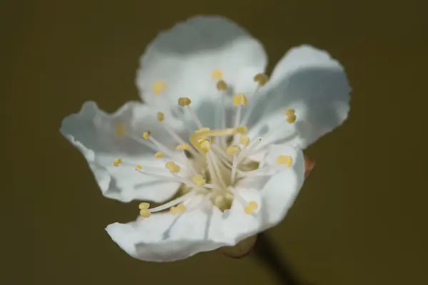 White apricot tree flowers in spring — Stock Photo, Image