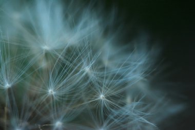 karahindiba yakın çekim