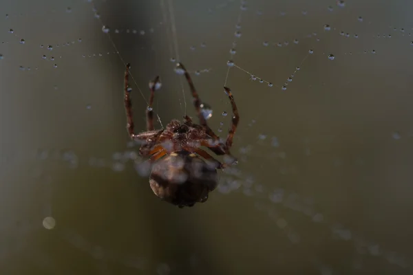 Spinnenweb met dauw druppels close-up — Stockfoto