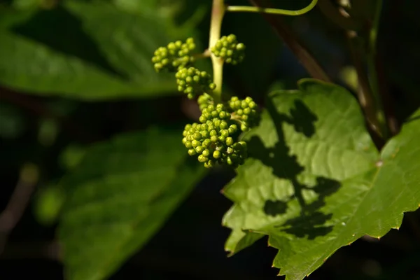 Young cluster on grapevine sprayed with Bordeaux mixture to protect against fungal infections — Stock Photo, Image