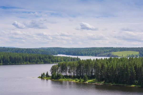 Bois de bouleau sur la rive du lac — Photo