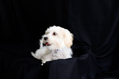 Siyah arka plana karşı duran beyaz bir teriyer.