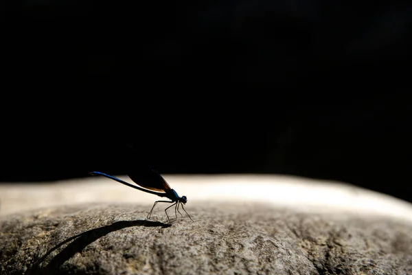 Una Libellula Blu Tra Foglie Nella Sua Atmosfera Naturale — Foto Stock