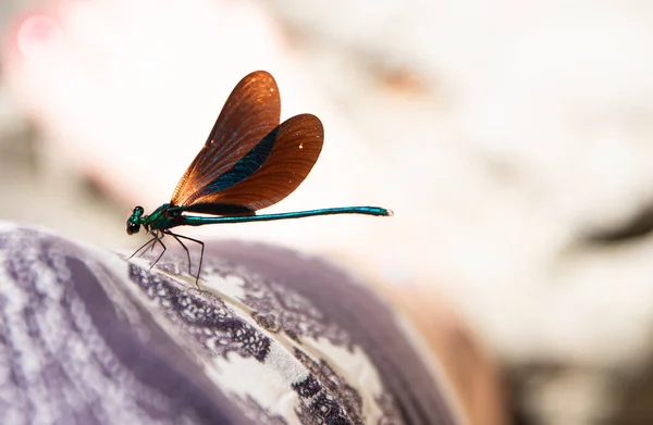 Blue Dragonfly Leaves Its Natural Atmosphere — Stock Photo, Image