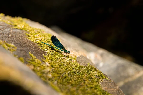 Blue Dragonfly Leaves Its Natural Atmosphere — Stock Photo, Image