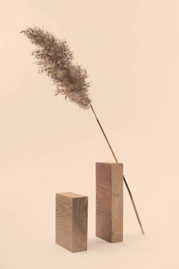 Kuru kamış dalı ve bej arka planda dikdörtgen tahta bloklar. Eğilim minimalist denge kompozisyonu. Modern iç mekanlarda Boho ya da İskandinav tarzı poster.