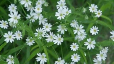 Küçük beyaz orman bahar çiçekleri rüzgarda sallanıyor yeşil çimenlerin arka planında. Üst Manzara. Yakın plan.