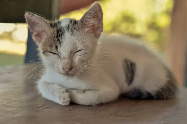 Adorable little cat sleeping in a chair background, Philippines, 2019 — Stock Photo, Image