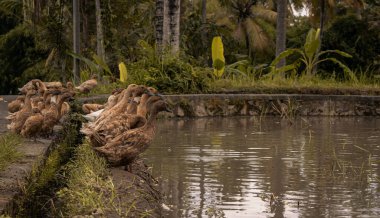 Sudaki ördek sürüsü, Endonezya, Ubud, Bali 2019 