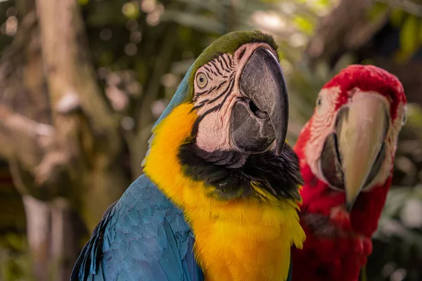 Close Up Papagaio colorido na selva, Indonésia, Ubud, Bali 2019 — Fotografia de Stock