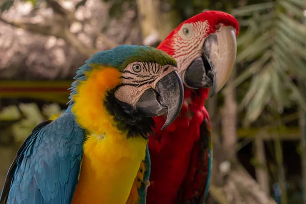 Close Up Färgrik papegoja i djungeln, Indonesien, Ubud, Bali 2019 — Stockfoto