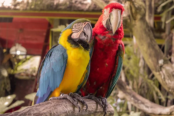 ジャングル、インドネシア、ウブド、バリ2019でカラフルなオウムを閉じます。 — ストック写真