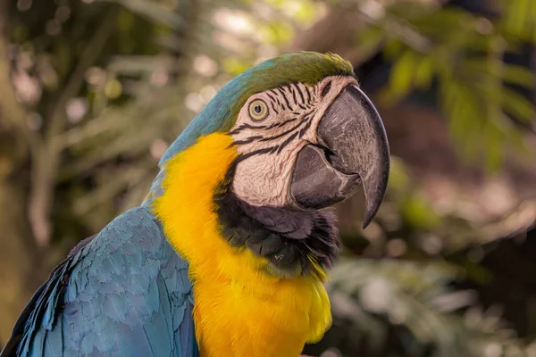 Close Up Kleurrijke papegaai in de jungle, Indonesië, Ubud, Bali 2019 — Stockfoto