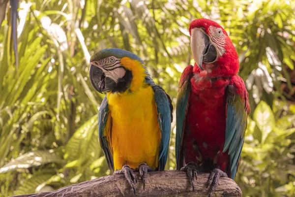 Close Up Color full parrot in the jungle, Indonesia, Ubud, Bali 2019 — 图库照片