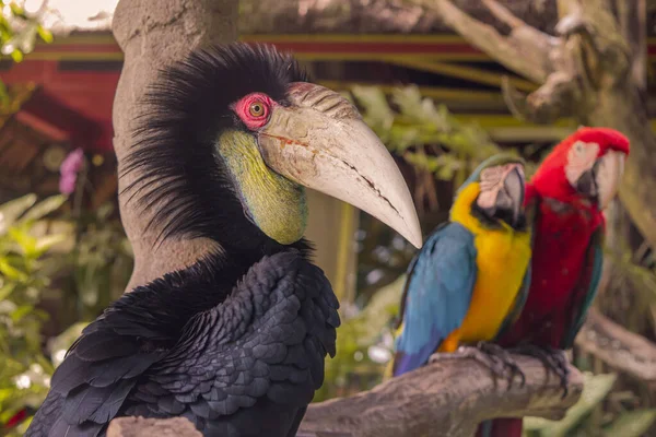 印度尼西亚丛林中五彩斑斓的鹦鹉，Ubud，巴厘2019年 — 图库照片