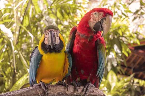 Färgrika papegojor i djungeln, Indonesien, Ubud, Bali 2019 — Stockfoto