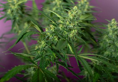 Marihuana 'nın kapalı alanda yetiştirdiği kenevir bitkisinin dokusu. 