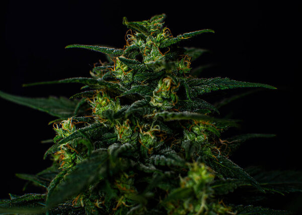 Текстура из конопли растение, в марихуане внутреннего культивирования. 