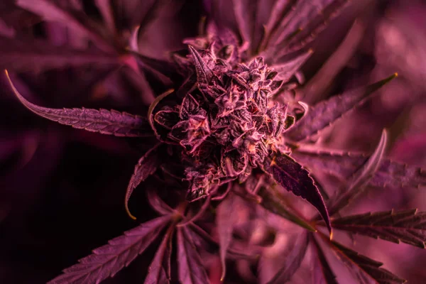 Marihuana 'nın kapalı alanda yetiştirdiği kenevir bitkisinin dokusu. 