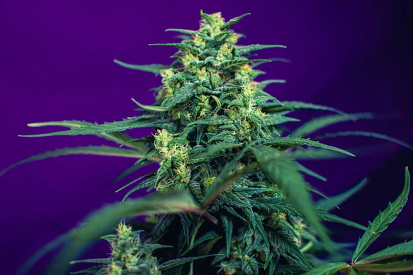 Marihuana 'nın kapalı alanda yetiştirdiği kenevir bitkisinin dokusu. 