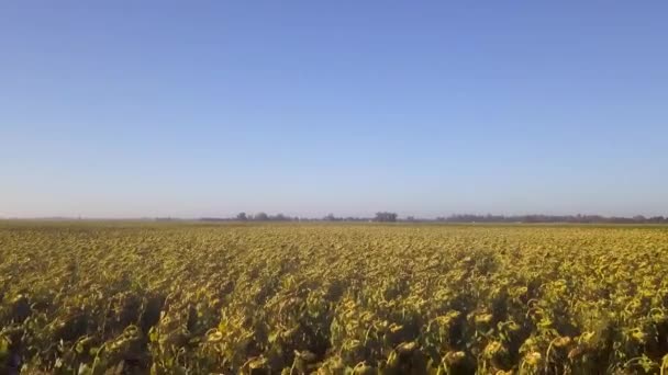 Vue Aérienne Champ Planté Tournesols Coucher Soleil Argentine — Video