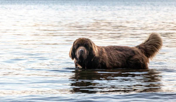Kahverengi Newfoundland köpeği Nahuel Huapi Gölü 'nün içinde.