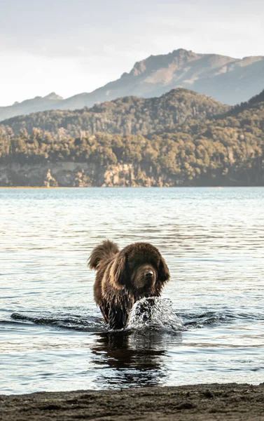Kahverengi Newfoundland köpeği Nahuel Huapi Gölü 'nün içinde.