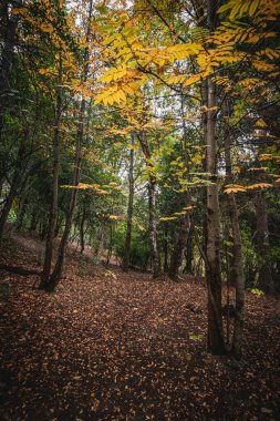 Quiet path with trees in autumn in Bariloche, Argentine Patagonia clipart